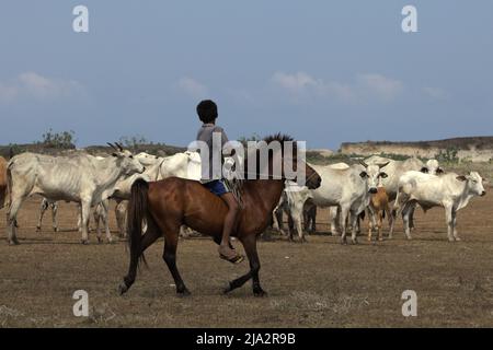 Ein Kind, das während der Trockenzeit in Tosi, Pero Batang, Kodi, Southwest Sumba, East Nusa Tenggara auf einem Pony auf einem Küstengrasland reitet, Indonesien. Stockfoto