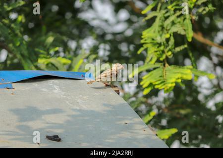 Der Sperling mit seiner Seitenoptik sitzt auf der Dose. Stockfoto
