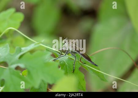 Philonicus sitzt in einer bitteren Wachspflanze mit ihrem Seitenlook. Stockfoto