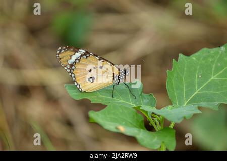 Schlichter Tiger-Schmetterling, der auf einem Blatt sitzt Stockfoto