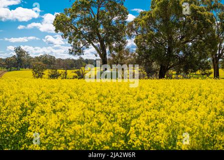 Rapsfelder in Western Australia Stockfoto