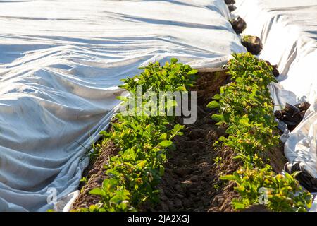 Eine Kartoffelplantage, die mit einem Tuch bedeckt ist, um Wärme zu erzeugen und eine gute Kartoffelernte zu erhalten, primitive Methoden, um ein Gewächshaus auf dem Feld zu schaffen Stockfoto