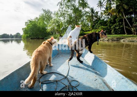 Surat Thani, Thailand. 27. Mai 2022. Rettungskatzen beobachten die Bewegung um ihr Boot beim Angeln auf dem TAPI River. Tägliches Leben mit einem lokalen Fischer, der seinen Ruhestand verbringt, um Katzen zu retten und ihnen beizubringen, Fische im Ta Pi River in Surat Thani, Thailand, zu fangen. Der Fischer beheimatet derzeit 48 Katzen und lehrt sie, Fische in Surat Thani zu fangen, einem Gebiet, das für seinen dichten Dschungel und Mangroven bekannt ist, die mit Landwirtschaft wimmeln, die in der südlichen Region Thailands endemisch ist. Matt Hunt/Neato. Stockfoto