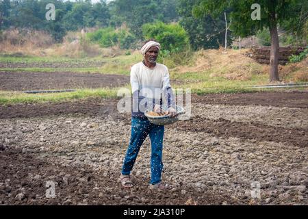 TIKAMGARH, MADHYA PRADESH, INDIEN - 14. MAI 2022: Landwirtin, die Weizensamen mit ihren Händen auf dem Feld verteilt. Stockfoto