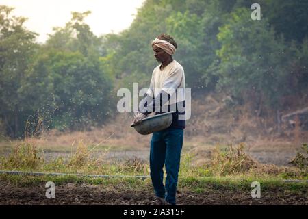 TIKAMGARH, MADHYA PRADESH, INDIEN - 14. MAI 2022: Landwirtin, die Weizensamen mit ihren Händen auf dem Feld verteilt. Stockfoto