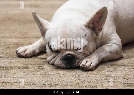 British Bulldog legt sich auf den Boden. Niedliches Haustier-Konzept Stockfoto