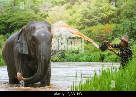 Chiang Mai, Thailand - 05. Mai 2022 : Thailändische Elefanten baden mit Mahout im Fluss. Stockfoto