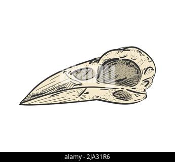 Rabe Skull isoliert. Skelett des Raven-Kopfes. Vektorgrafik Stock Vektor