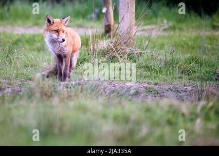 Ein unverschämiger Urban Fox in Tameside Manchester Stockfoto