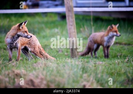 Ein unverschämiger Urban Fox in Tameside Manchester Stockfoto