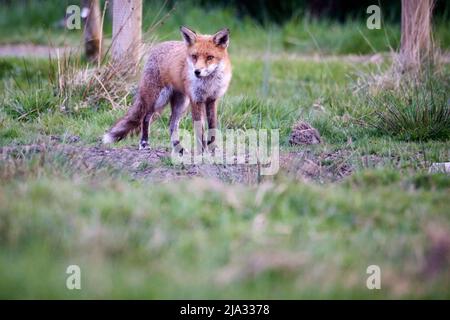 Ein unverschämiger Urban Fox in Tameside Manchester Stockfoto