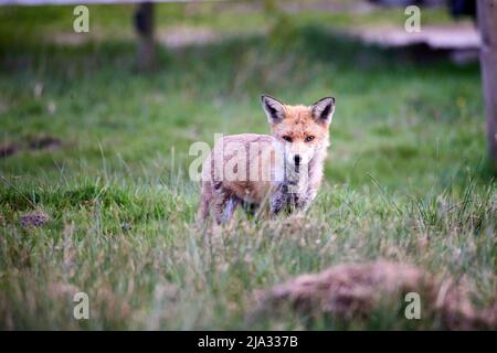 Ein unverschämiger Urban Fox in Tameside Manchester Stockfoto