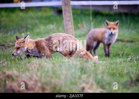 Ein unverschämiger Urban Fox in Tameside Manchester Stockfoto