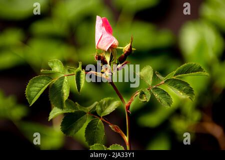 Bild einer ungeöffneten Knospe einer wilden Rose Stockfoto