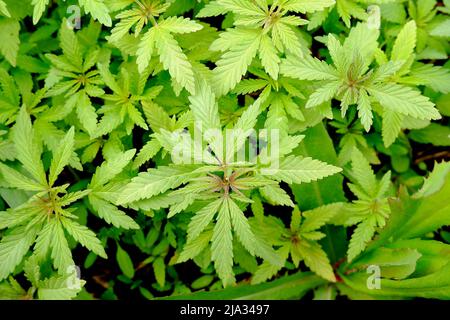 Junger Hanf wächst im Boden. Marihuana mit leuchtend grünen Blättern in der Sonne. Stockfoto