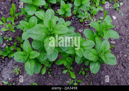 Frische Minze wächst im Boden. Grüne Blätter einer Minzpflanze im Garten. Stockfoto