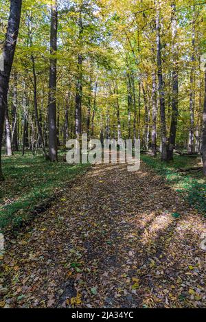 Herbstwald mit Pfad bedeckt von gefallenen Blättern in CHKO Poodri in Tschechien Stockfoto