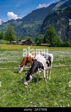 Kühe grasen auf einer Wiese, Lauterbrunnen, Kanton Bern, Schweiz Stockfoto