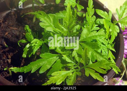 Jungpflanzen von Ginkgo biloba, allgemein bekannt als Ginkgo oder Gingko, auch bekannt als Maidenhair-Baum Stockfoto