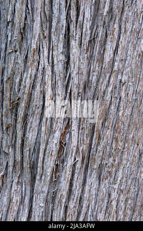 Baum-Rinde-Hintergrund Stockfoto