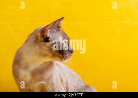 Birmanische Katze auf gelbem Hintergrund, Seitenansicht. Stockfoto