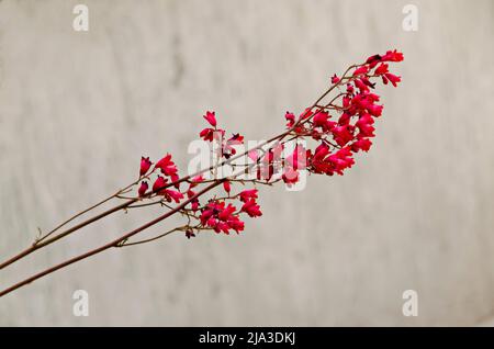 Blühender Zweig der Korallenglocken oder Heuchera sanguinea, Sofia, Bulgarien Stockfoto