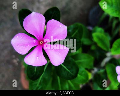 Wunderschöne rosafarbene Periwinkle-Blumen blühen im Garten Stockfoto