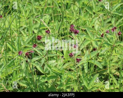 Dunkelrote Blume des Sumpfes Cinquefoil (lateinischer Name: Potentilla palustris) im Nationalpark Kopaonik Stockfoto