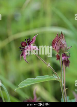 Dunkelrote Blume des Sumpfes Cinquefoil (lateinischer Name: Potentilla palustris) im Nationalpark Kopaonik Stockfoto