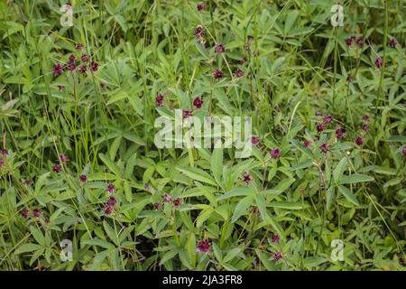 Dunkelrote Blume des Sumpfes Cinquefoil (lateinischer Name: Potentilla palustris) im Nationalpark Kopaonik Stockfoto