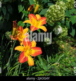 Orange Daylilie (Hemerocallis fulva) blüht im Garten. Stockfoto