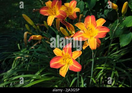 Orange Daylilie (Hemerocallis fulva) blüht im Garten. Stockfoto