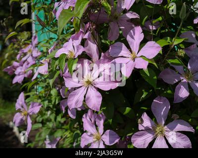 Nahaufnahme der violetten Clematis viticella-Blüten. Stockfoto