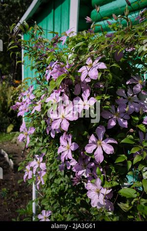 Blühende italienische Lederblüte (Clematis viticella) in einem Zuteilungsgarten. Stockfoto