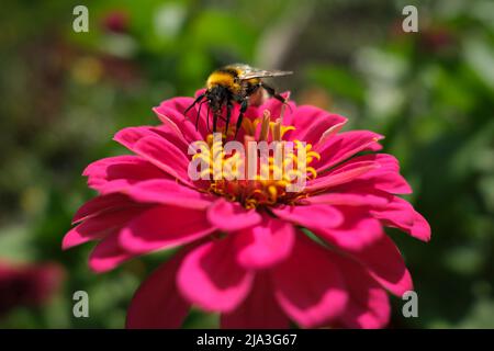 Eine Gemeine Carder Bumblebee (Bombus pascuorum) ernährt sich von einer Gemeinen Zinnia oder einer eleganten Zinnia (Zinnia elegans) Blume mit seiner langen Zunge. Stockfoto