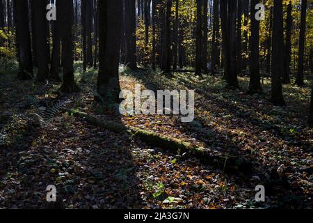 Schatten von Bäumen lagen auf einem Waldboden im Bitsevski Park (Bitsa Park). Moskau, Russland. Stockfoto