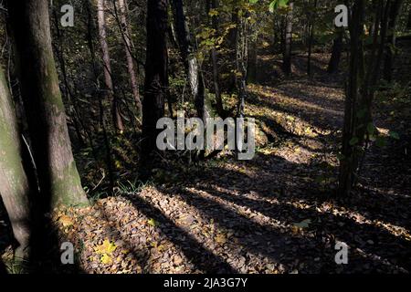 Dunkle Schatten von Bäumen lagen auf einem Wanderweg im Bitsevski Park (Bitsa Park). Moskau, Russland. Stockfoto