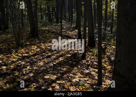 Dunkle Schatten von Bäumen lagen auf einem Wanderweg im Bitsevski Park (Bitsa Park). Moskau, Russland. Stockfoto