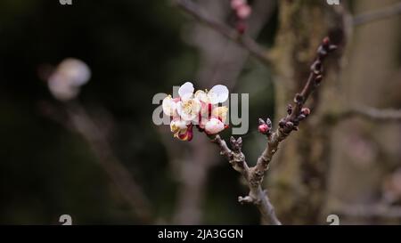 Apfelbaum beginnt im frühen Frühjahr zu blühen Stockfoto