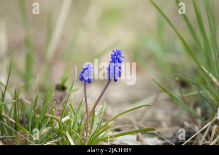 Schöne blaue Traubenhyazinthe (Muscari) blüht im Frühling auf der Wiese Stockfoto