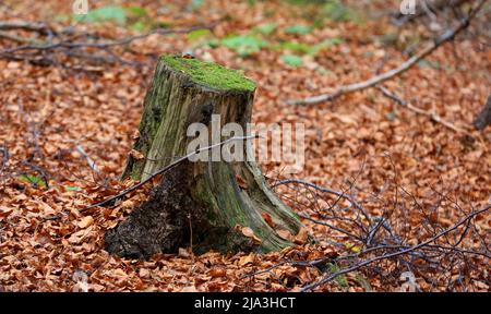 Abstrakter Holzstumpf mit Moos im Herbstwald Stockfoto