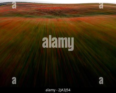 Abstrakte Ansicht eines Fluges über ein riesiges Feld roter Mohnblumen (Papaver Rhoeas). Luftaufnahme aus dem Jahr 15. vom Mai 2022, auf einem Feld in der Nähe von Timisoara, Timis Stockfoto