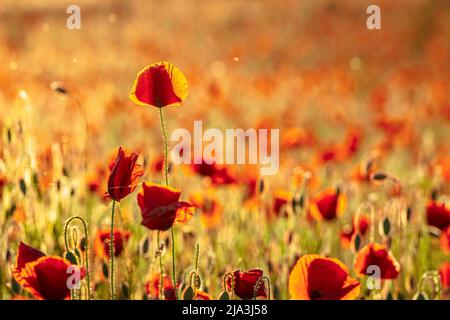 Sonnenuntergang über einem riesigen Feld von roten Mohnblumen (Papaver Rhoeas). Foto aufgenommen am 15.. Mai 2022, auf einem Feld in der Nähe von Timisoara, Kreis Timis, Rumänien. Stockfoto