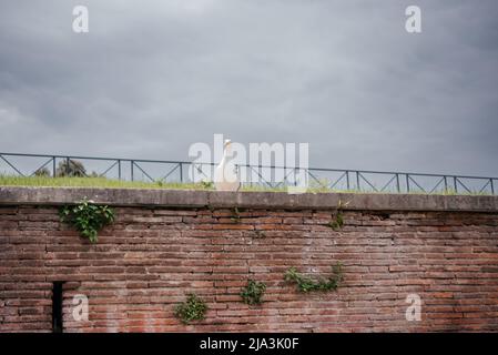 Möwen sitzen auf einer alten Backsteinmauer in Rom Stockfoto