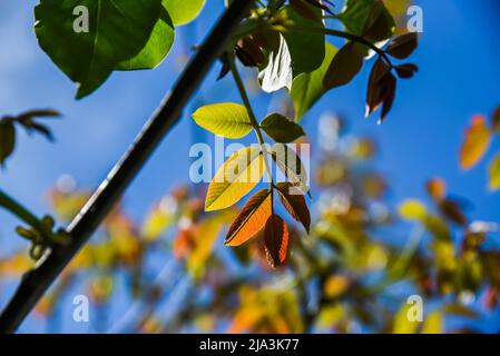 Frische neue Blätter einer blühenden Walnuss an einem sonnigen Tag. Stockfoto