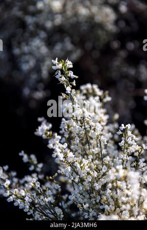 Weiße Frühlingsblumen mit verschwommenem Hintergrund. Stockfoto