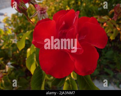 Leuchtende rote Rose in voller Blüte mit mehrschichtigen Blütenblättern und natürlichem Sonnenlicht Stockfoto