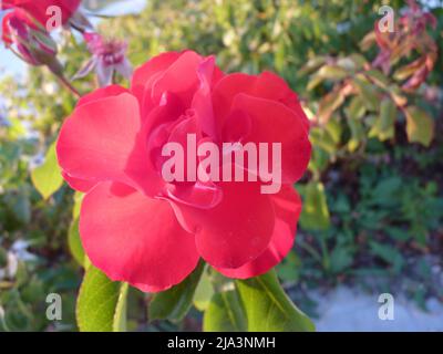 Leuchtende rote Rose in voller Blüte mit mehrschichtigen Blütenblättern und natürlichem Sonnenlicht Stockfoto