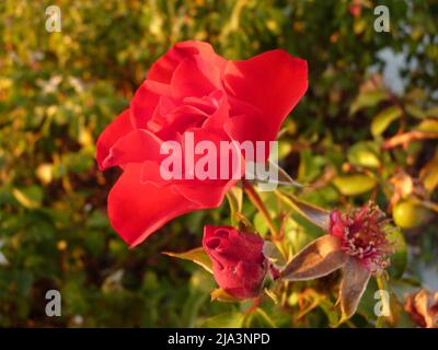 Leuchtende rote Rose in voller Blüte mit mehrschichtigen Blütenblättern und natürlichem Sonnenlicht Stockfoto