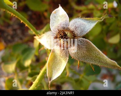 Nahaufnahme blühender weißer Blumen mit üppig grünen Blättern in weichem natürlichem Licht Stockfoto